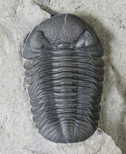 Very Nice Eldredgeops Trilobite - New York #20182